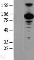 NBL1-17707 - p97/VCP Lysate